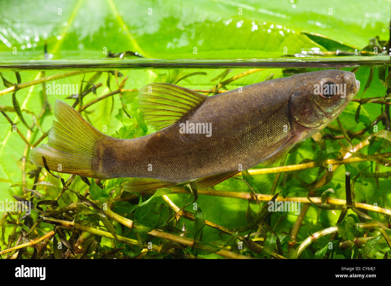 Tanche Banque d'image et photos - Alamy