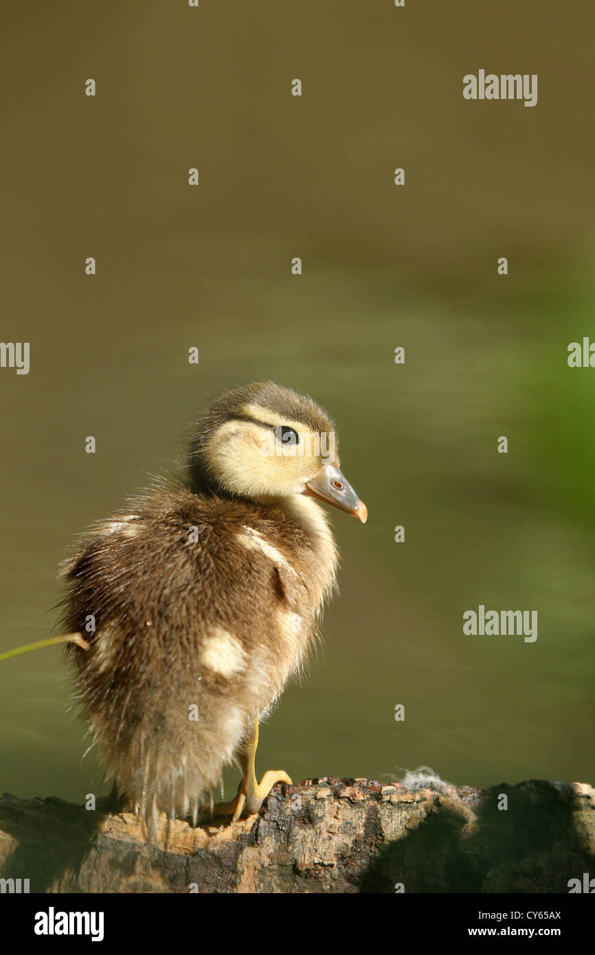 Bebe Canard Mandarin Banque D Image Et Photos Alamy