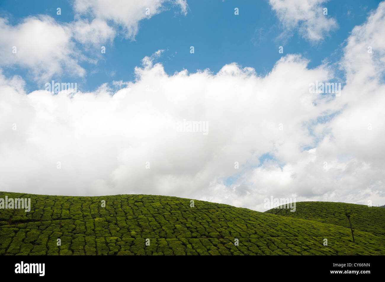 La plantation de thé sous le ciel bleu, Munnar, India Banque D'Images
