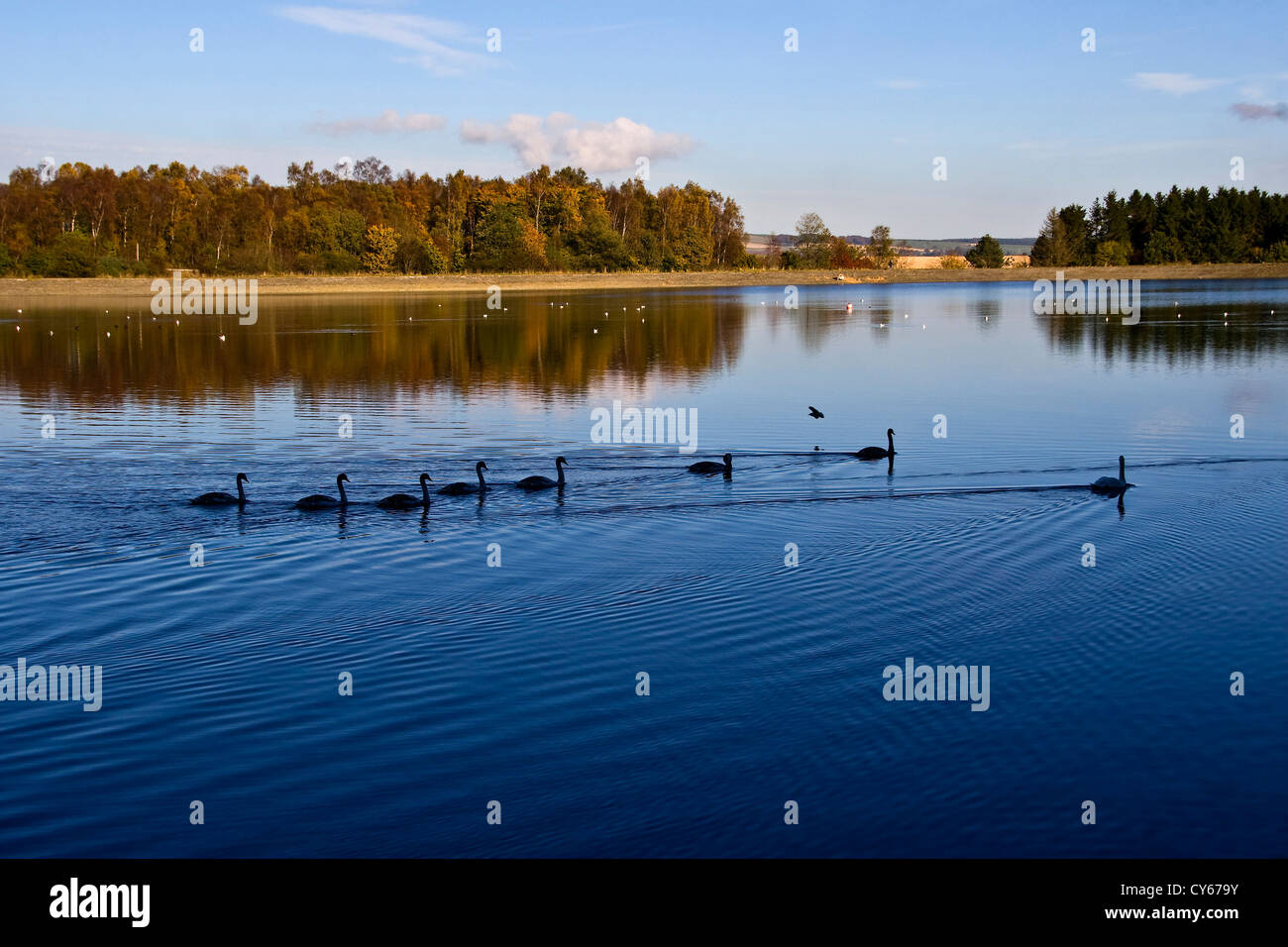 Rangée de cygnes natation voyage Clatto Park pond sur une journée ensoleillée d'automne en milieu urbain Dundee,UK Banque D'Images