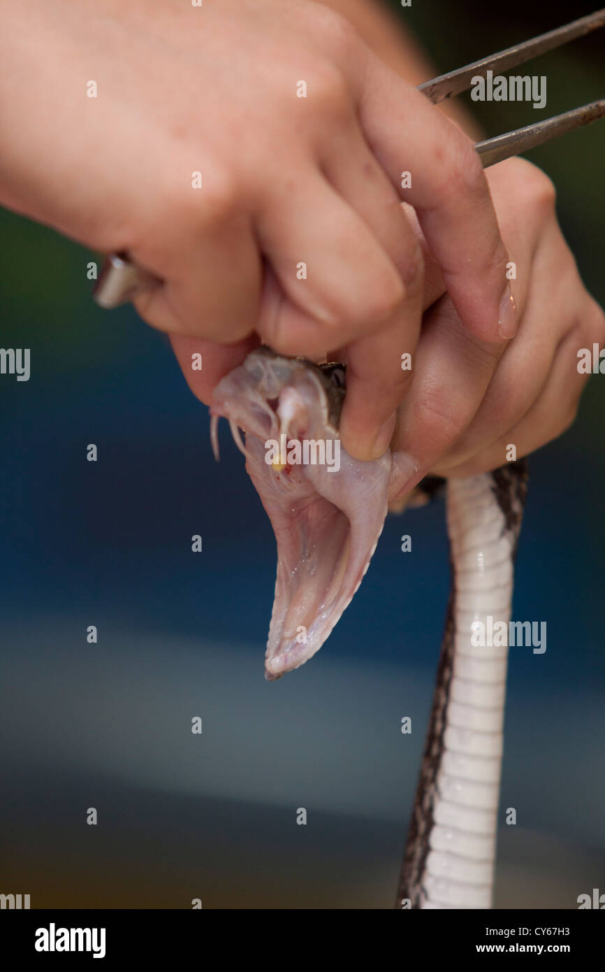 Un serpent Habu venemous à Okinawa, le Japon a ses crocs traites pour poison. Banque D'Images