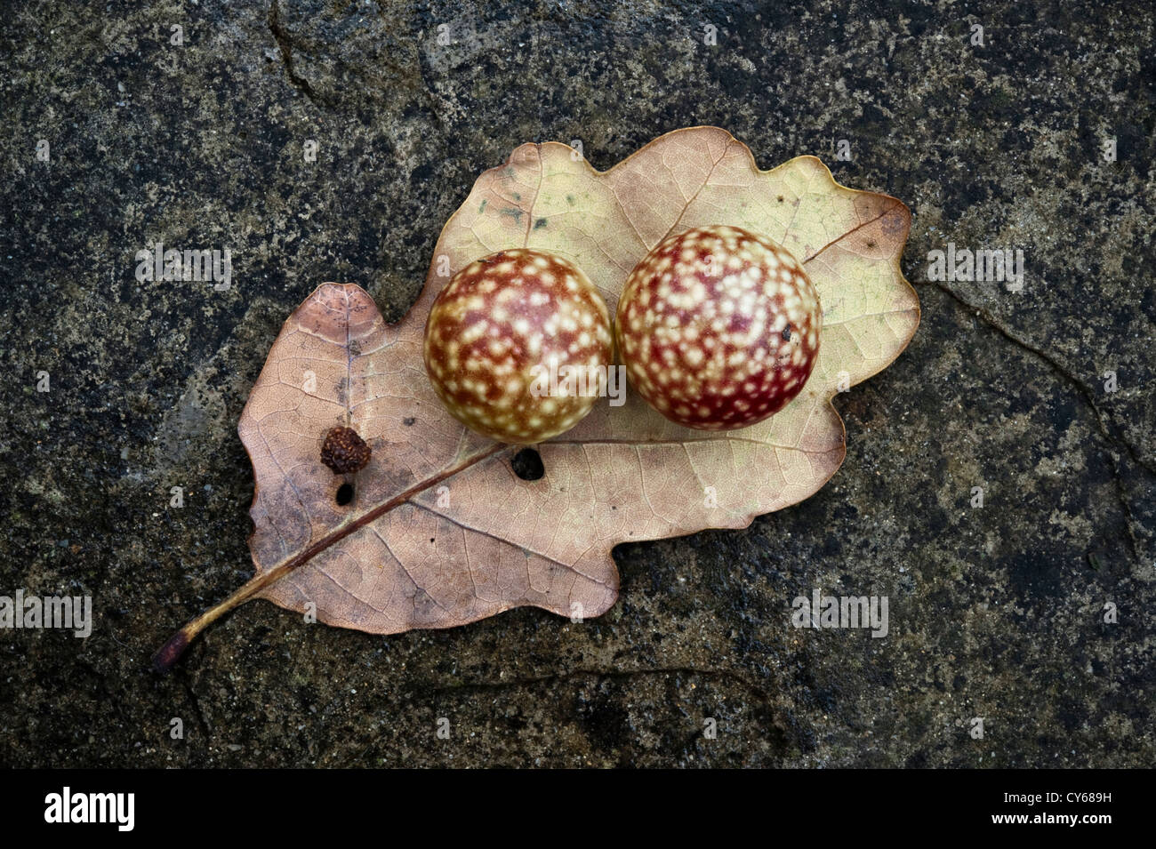 Les galles de chêne, ou des pommes, attaché à la face inférieure d'une feuille de chêne en automne (UK). Ils sont causés par les larves de guêpes gall Banque D'Images