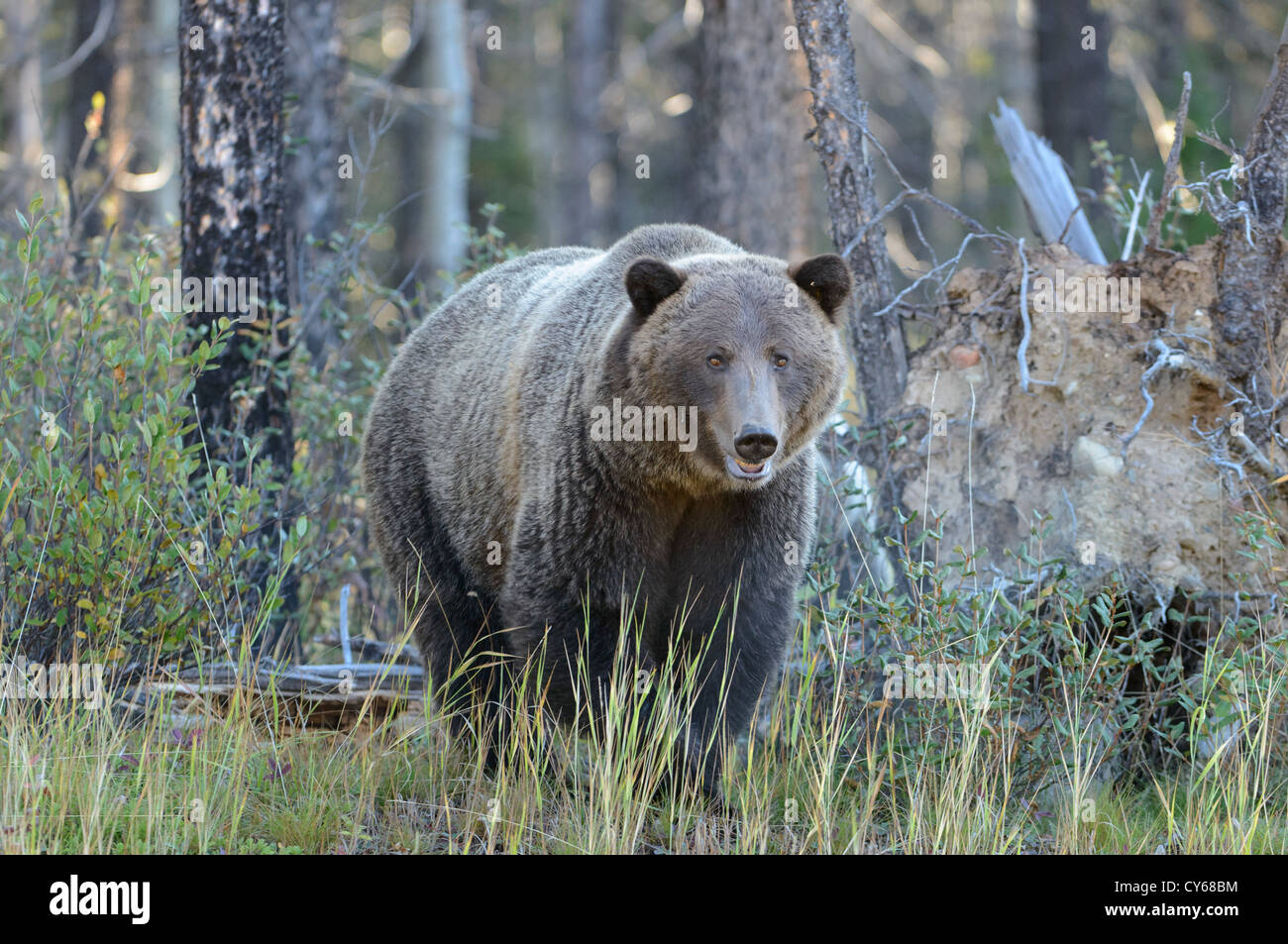 Sow - grizzli Ursus arctos - Rocheuses du Nord Banque D'Images