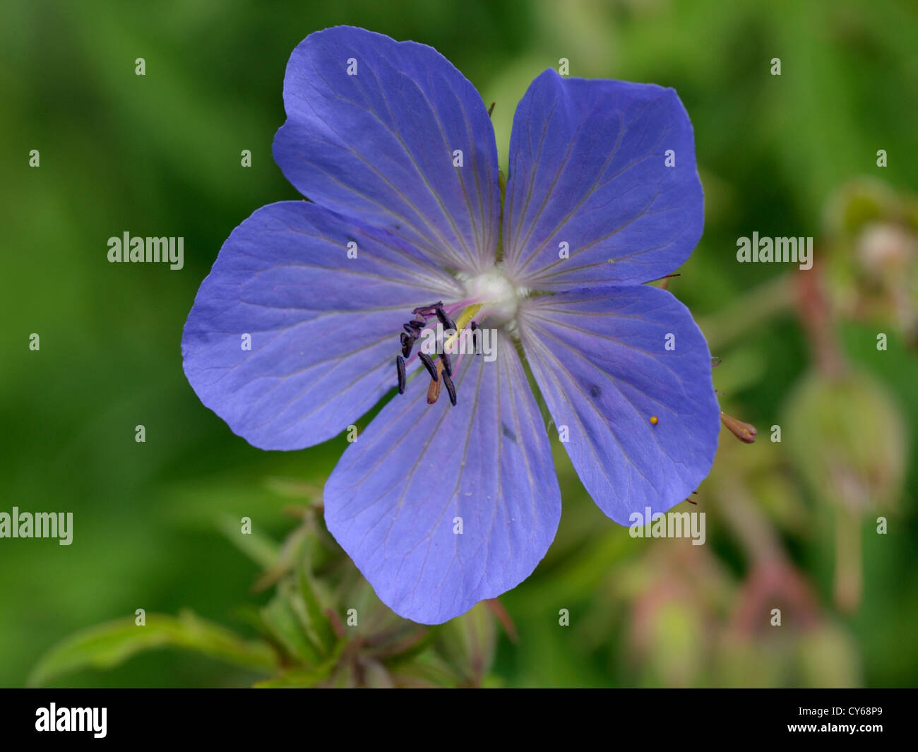 Meadow Crane's-bill, Geranium pratense Banque D'Images