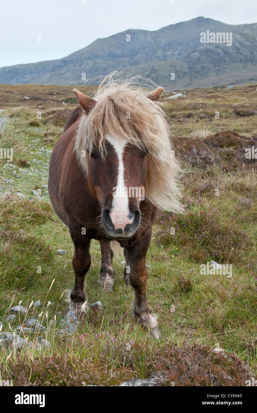 Semi-sauvages Hebridean pony sur l'Île de North Uist, Scotland Banque D'Images