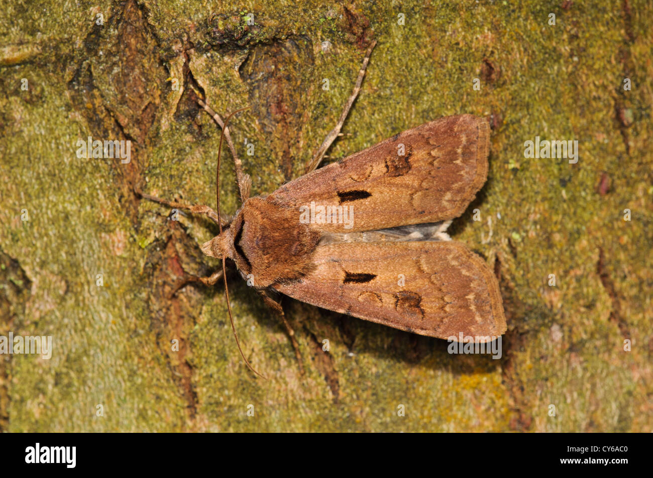 Un coeur et dart (Agrotis exclamationis) sur l'écorce d'un arbre à Thursley Réserve naturelle nationale commune, Surrey. juin. Banque D'Images