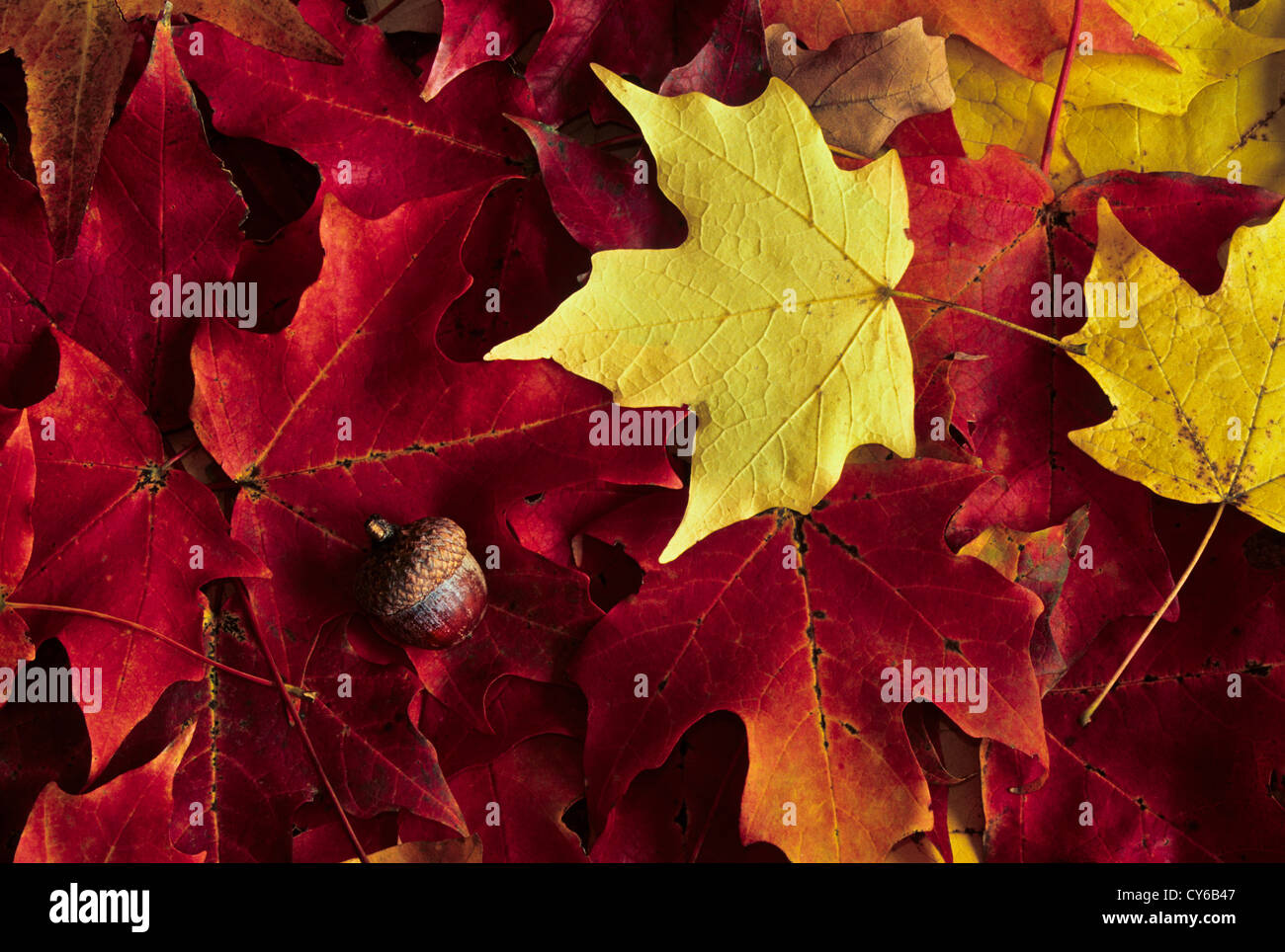 Gros plan de feuilles d'automne colorées sur le feuillage d'érable rouge et un gland, Vermont, automne Nouvelle-Angleterre, États-Unis, images d'automne feuilles d'automne Banque D'Images