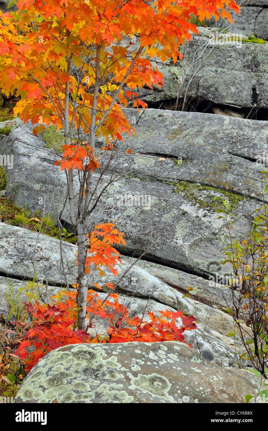 Gaules d'érable rouge et d'affleurements rocheux avec des colonies de lichens, près de Dorset, Ontario, Canada Banque D'Images