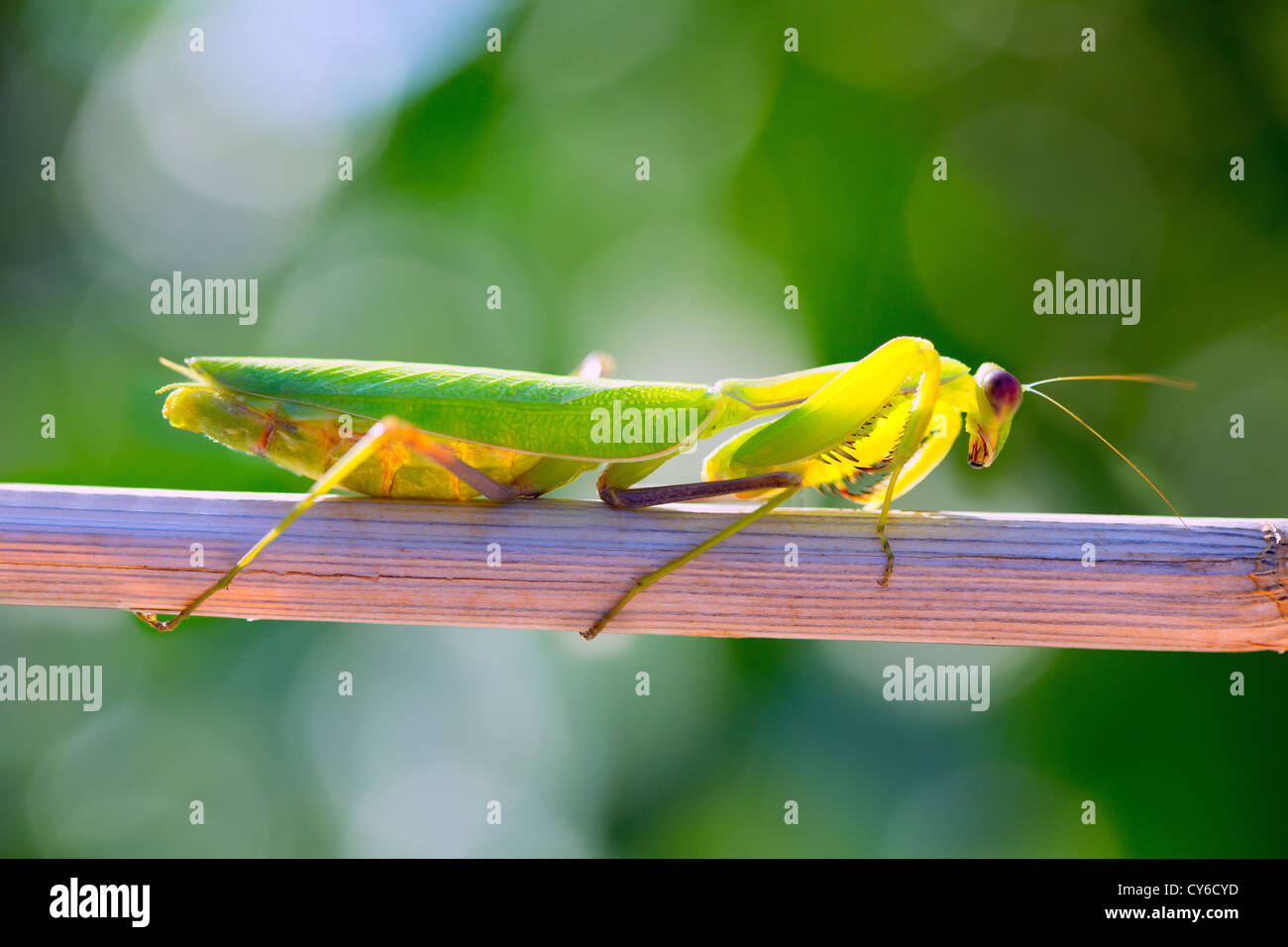 Praying mantis macro closeup insectes séchés sur branch Banque D'Images