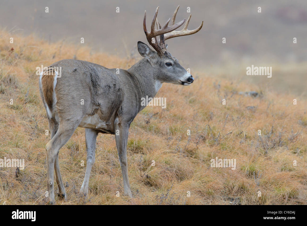 Le cerf buck - Odocoileus virginianus - ouest du Montana Banque D'Images