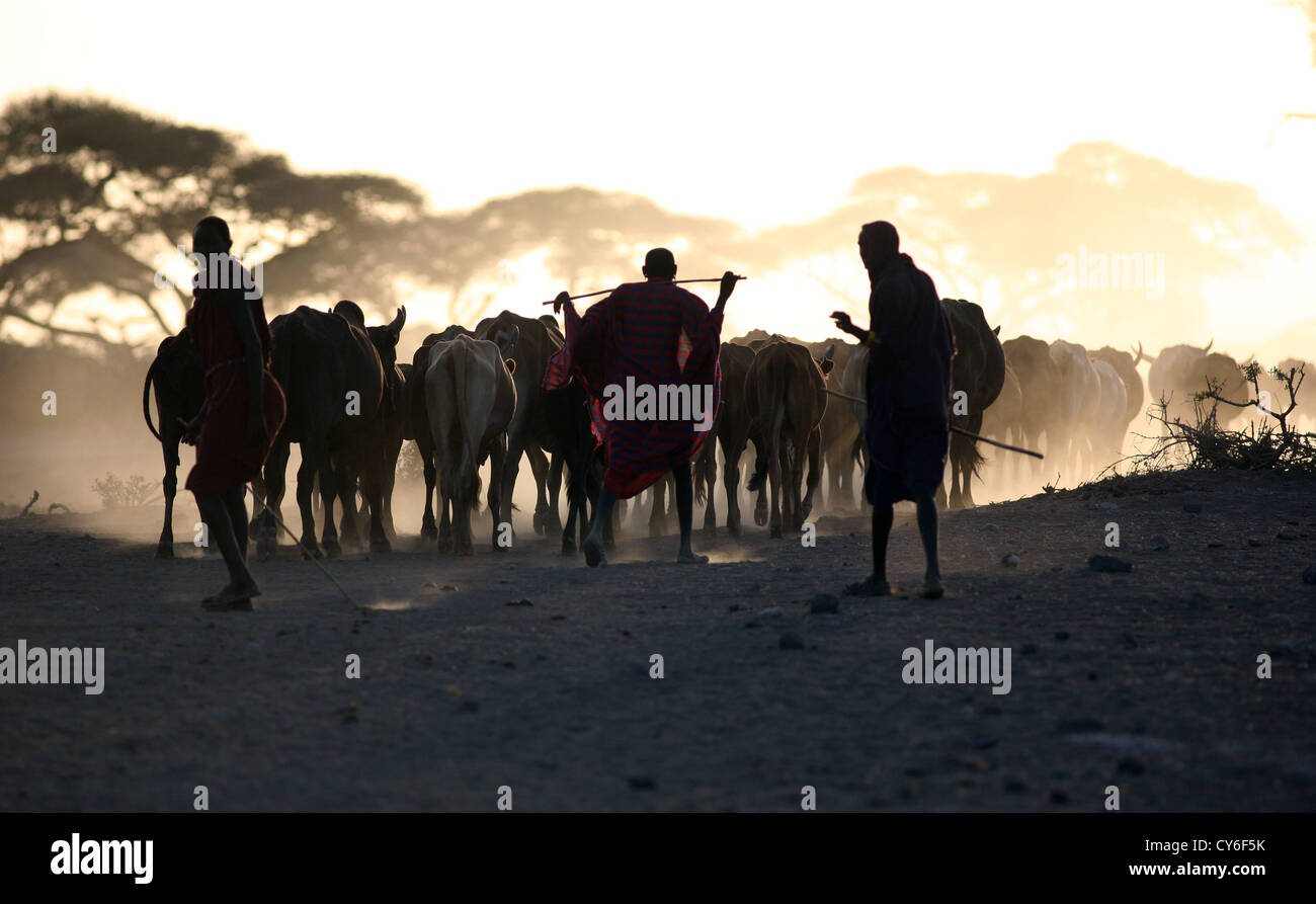 D'une tribu Masai et leur bétail au coucher du soleil, Parc National d'Amboseli, au Kenya. Banque D'Images