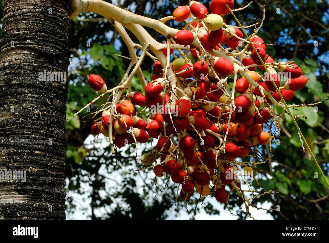 Le fruit du palmier royal (Roystonea regia) Banque D'Images