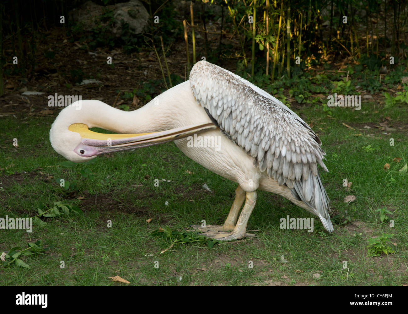 Pelican Banque D'Images