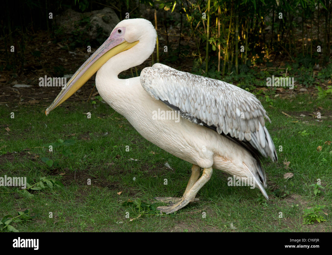 Pelican Banque D'Images
