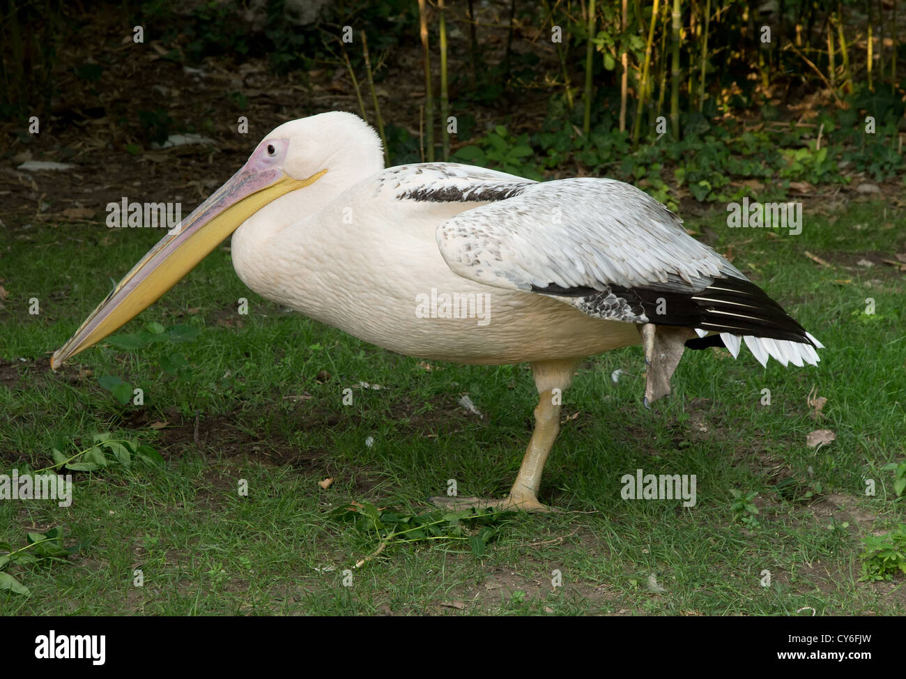Pelican Banque D'Images