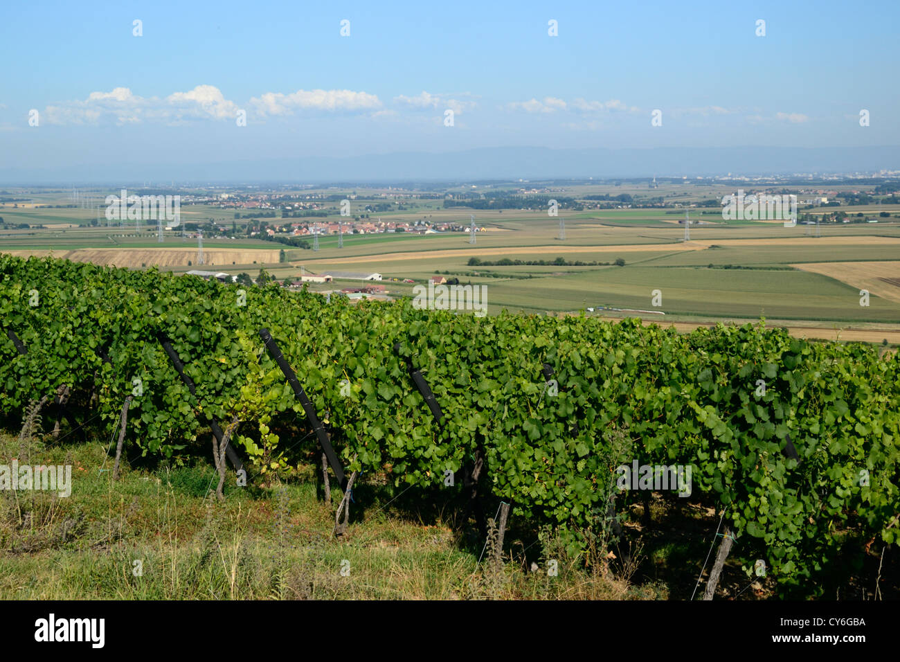 Vignoble sur Marlenberg colline avec panorama sur la plaine d'Alsace à Strasbourg, Marlenheim, Bas Rhin, Alsace, France Banque D'Images