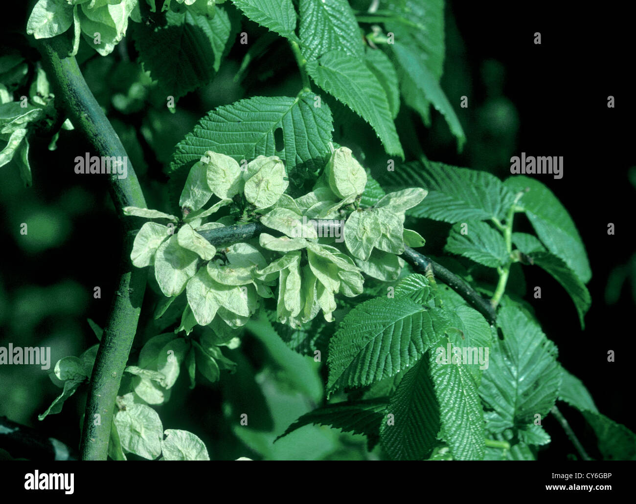 Ulmaceae Ulmus glabra Orme montagnard Banque D'Images