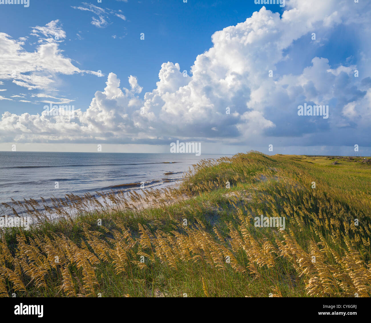 Cape Hatteras National Seashore, Caroline du Nord (Seaoats Uniola paniculata) sur les dunes d'Hatteras Island, Cape Hatteras Banque D'Images