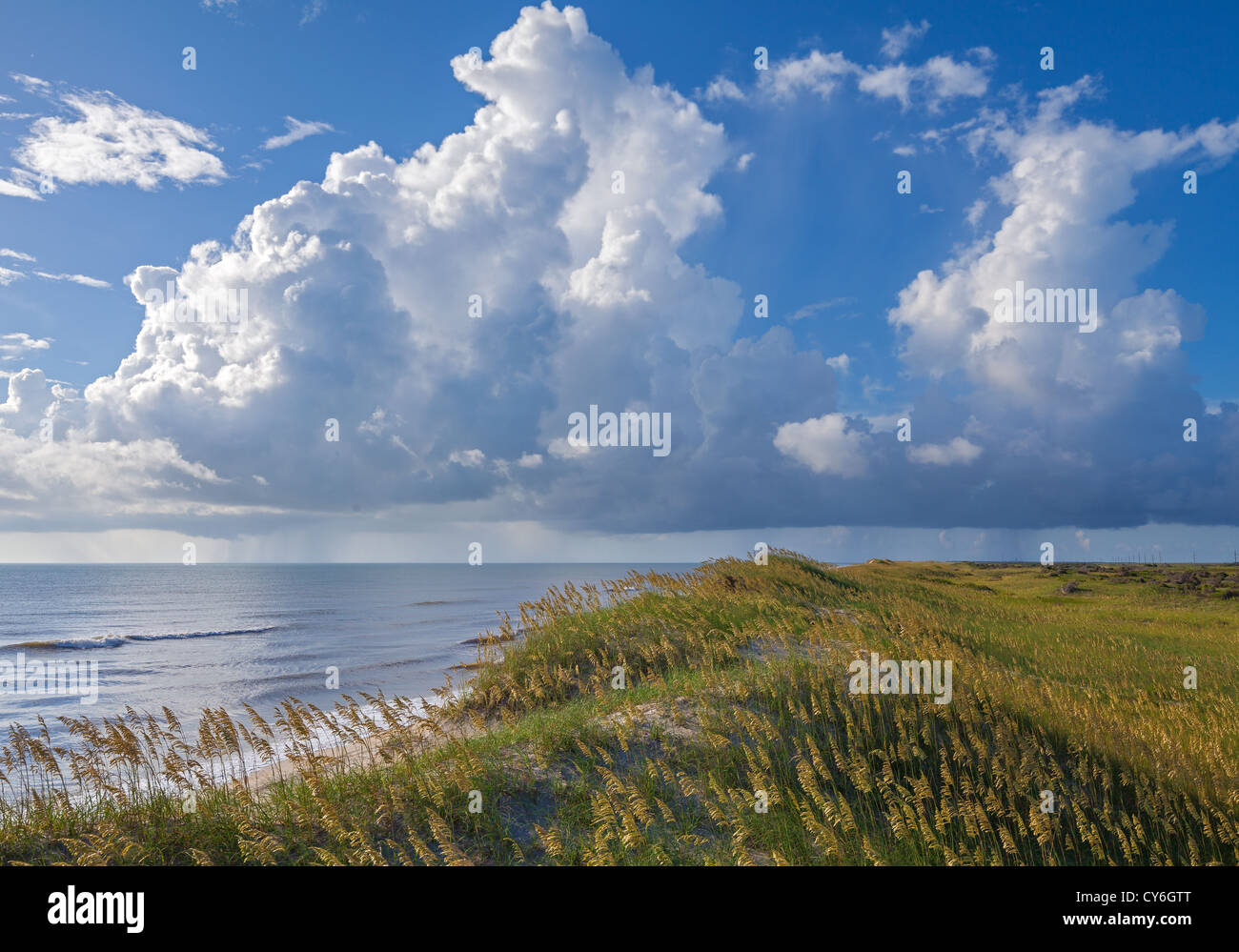 Cape Hatteras National Seashore, Caroline du Nord (Seaoats Uniola paniculata) sur les dunes d'Hatteras Island, Cape Hatteras Banque D'Images