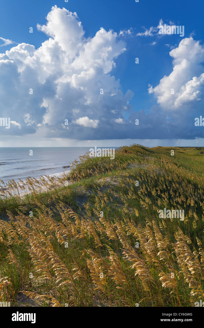 Cape Hatteras National Seashore, Caroline du Nord (Seaoats Uniola paniculata) sur les dunes d'Hatteras Island, Cape Hatteras Banque D'Images