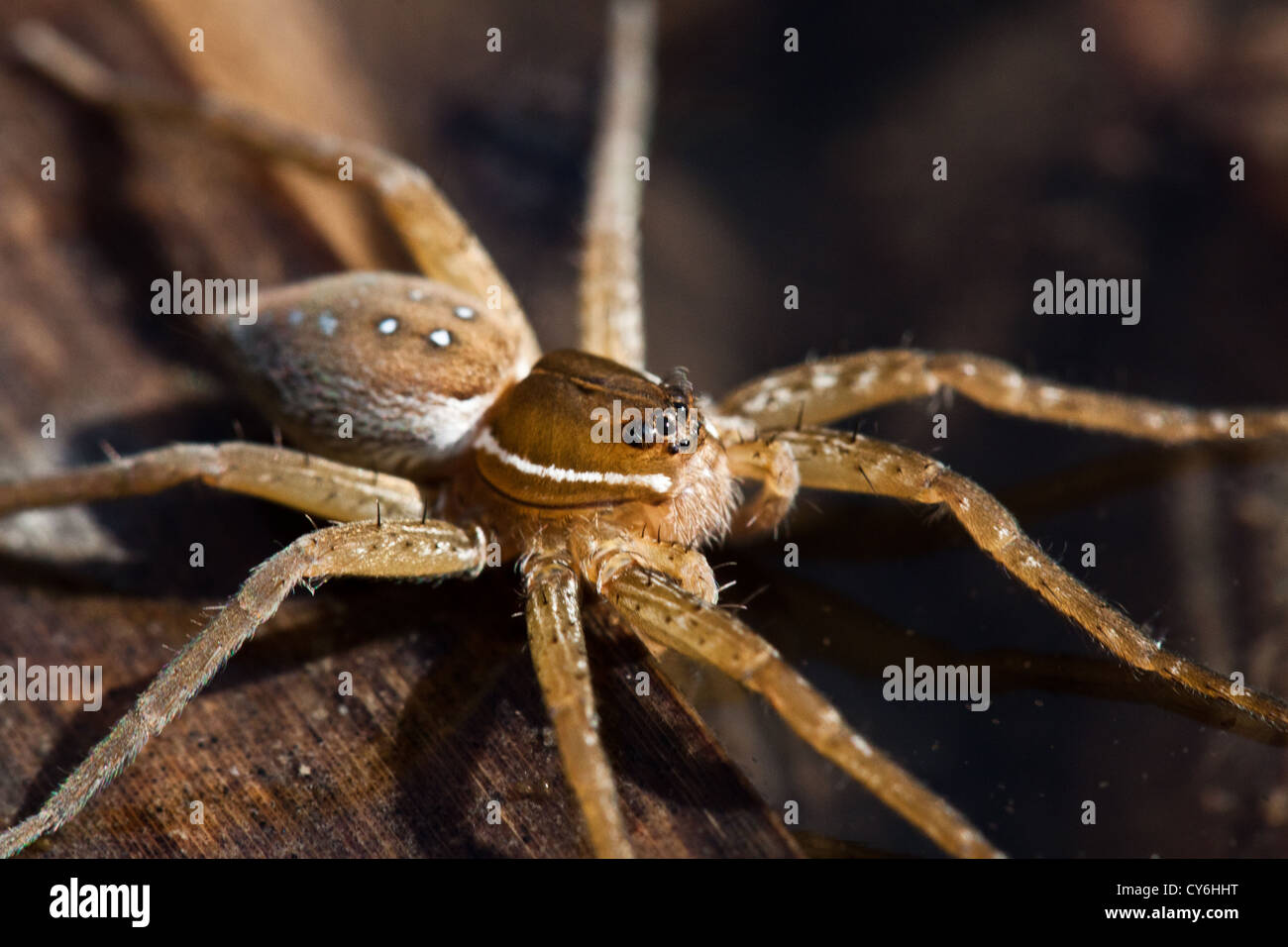 Six-Spotted Inniswoods, Spider Pêche Jardins Métro, Westerville, Ohio. Banque D'Images