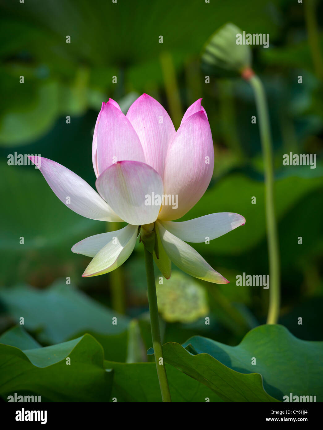 Washington (District de Columbia) Lotus (Nelumbo nucifera) fleurs dans l'étang de lotus du Kenilworth Park and Aquatic Gardens Banque D'Images Washington (District de Columbia) Lotus (Nelumbo nucifera) fleurs dans l'étang de lotus du Kenilworth Park and Aquatic Gardens Banque D'Images