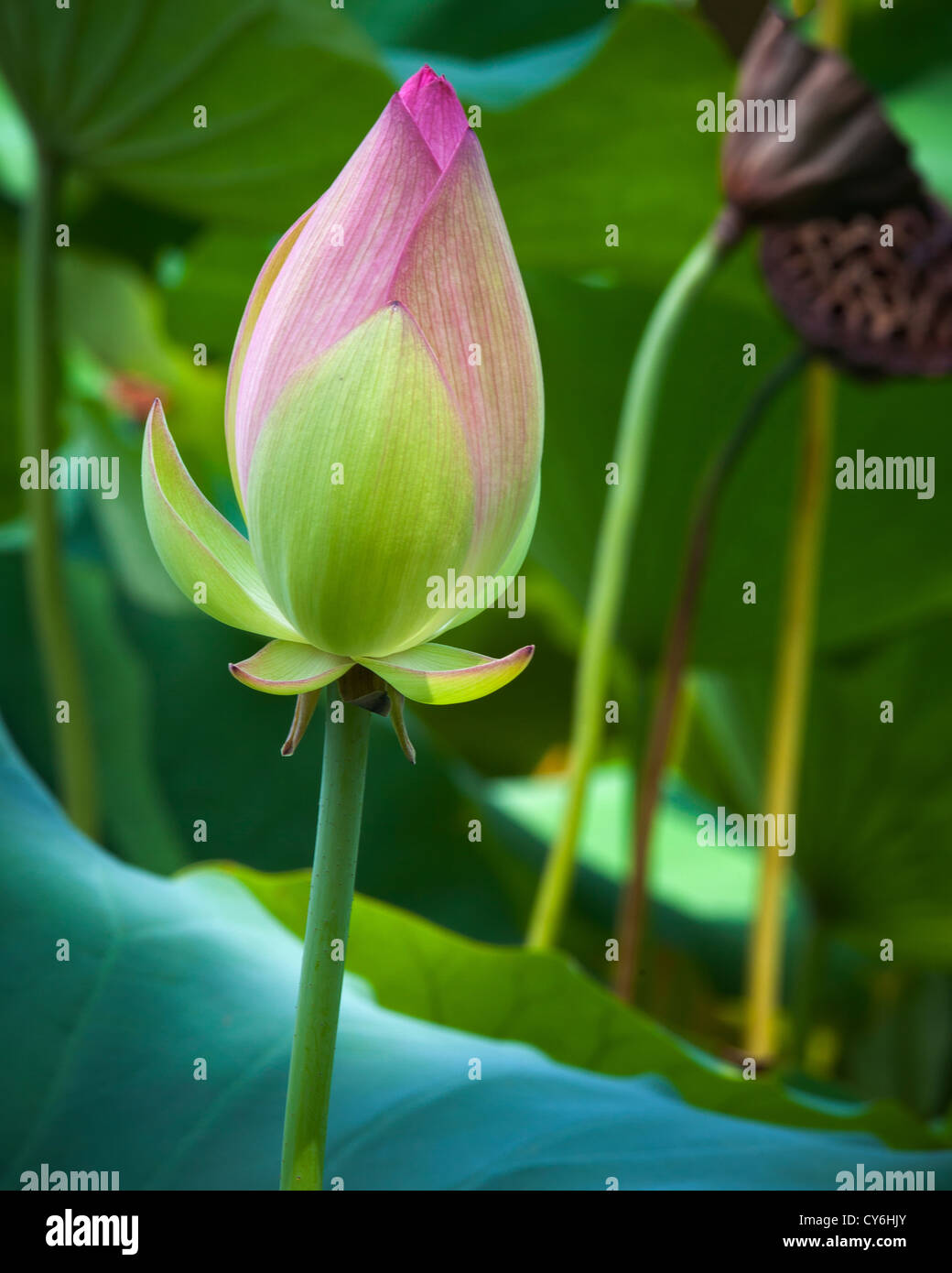 Washington, District de Columbia : Lotus (Nelumbo nucifera) fleurs dans l'étang de lotus du Kenilworth Park and Aquatic Gardens Banque D'Images Washington, District de Columbia : Lotus (Nelumbo nucifera) fleurs dans l'étang de lotus du Kenilworth Park and Aquatic Gardens Banque D'Images