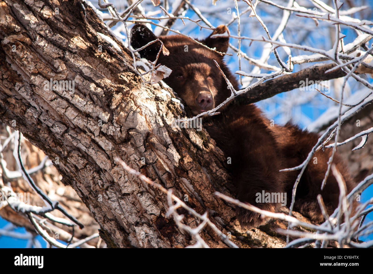 L'ours noir sauvage au repos dans un arbre centre-ville d'Aspen, Colorado Banque D'Images