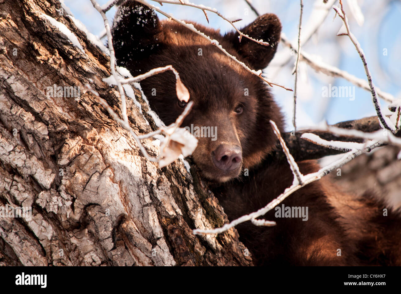 Ours noir dans un arbre centre-ville d'Aspen, Colorado Banque D'Images
