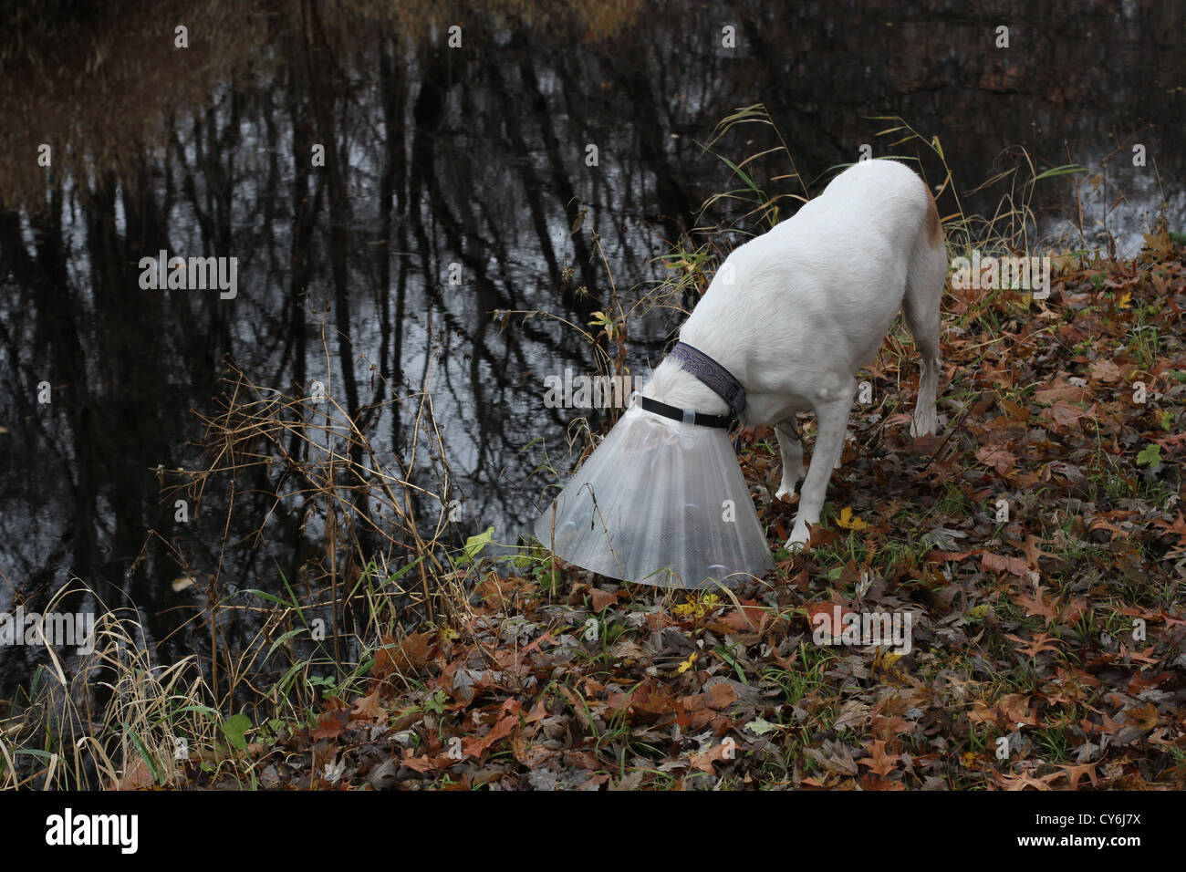 Un chien portant un cône reniflant le sol à l'extérieur. Banque D'Images