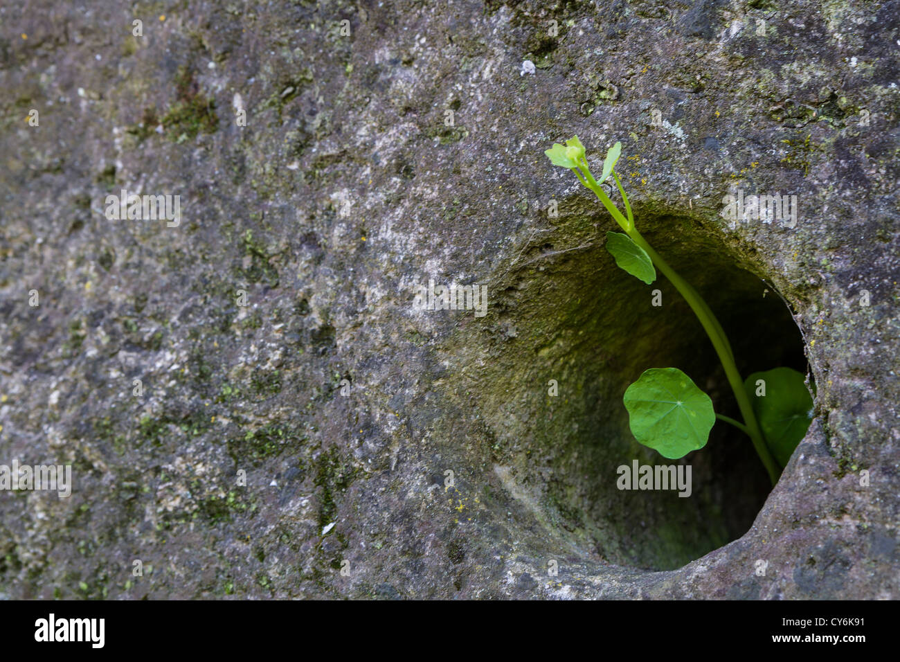 Petite plante verte par pierre horizontale de l'image. Banque D'Images