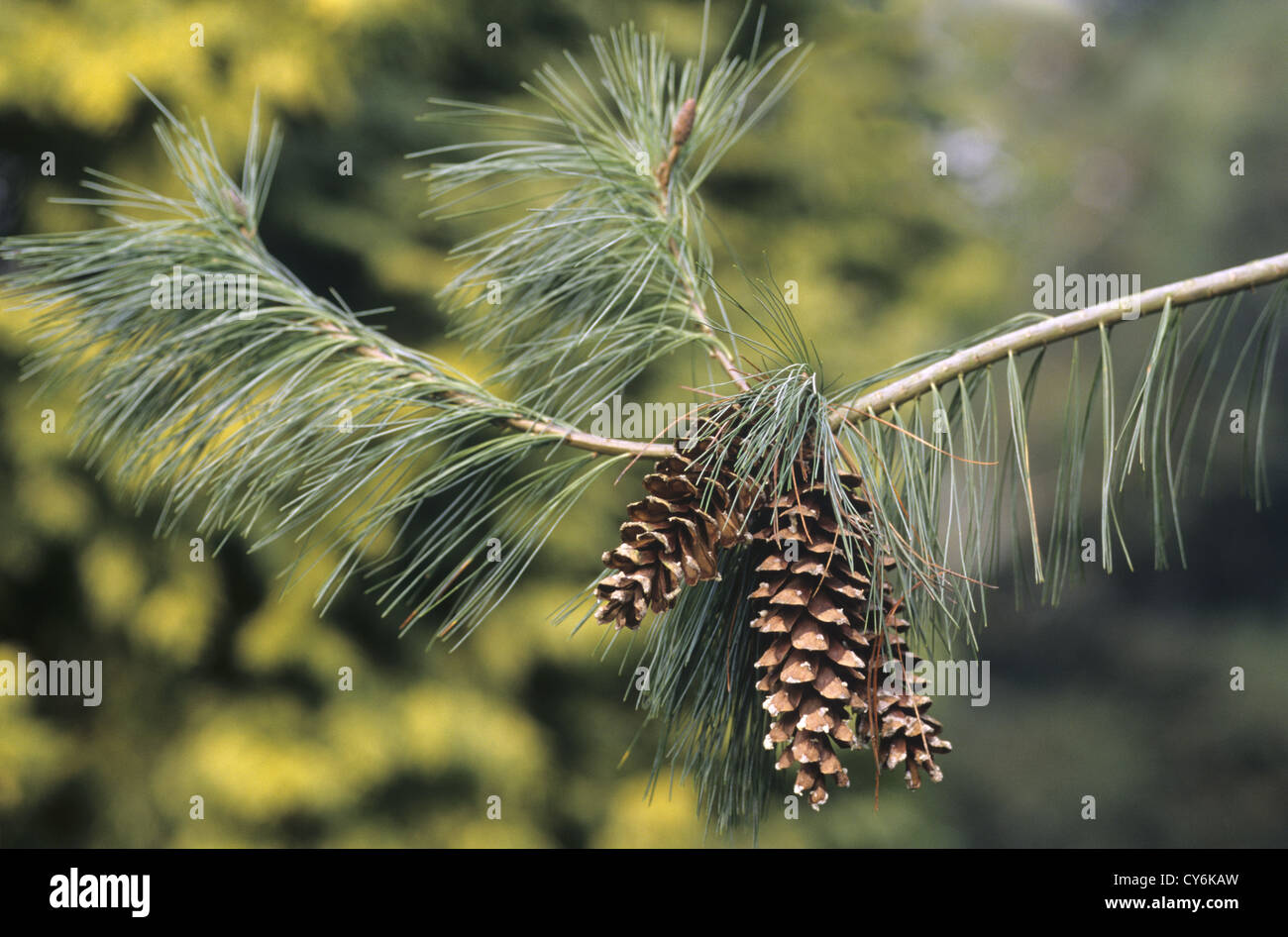Weymouth pine cones pinus strobus Banque de photographies et d’images à — free download