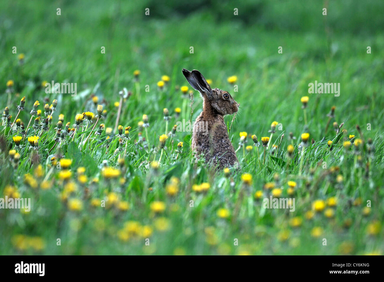 Lièvre brun (Lepus europaeus) Banque D'Images