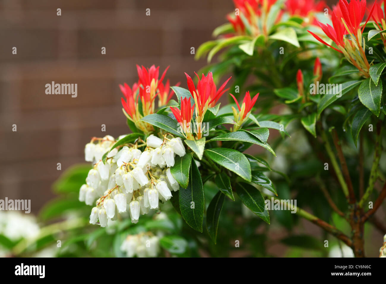 Les grappes de fleurs blanches et de nouvelles pousses rouge croissance ...
