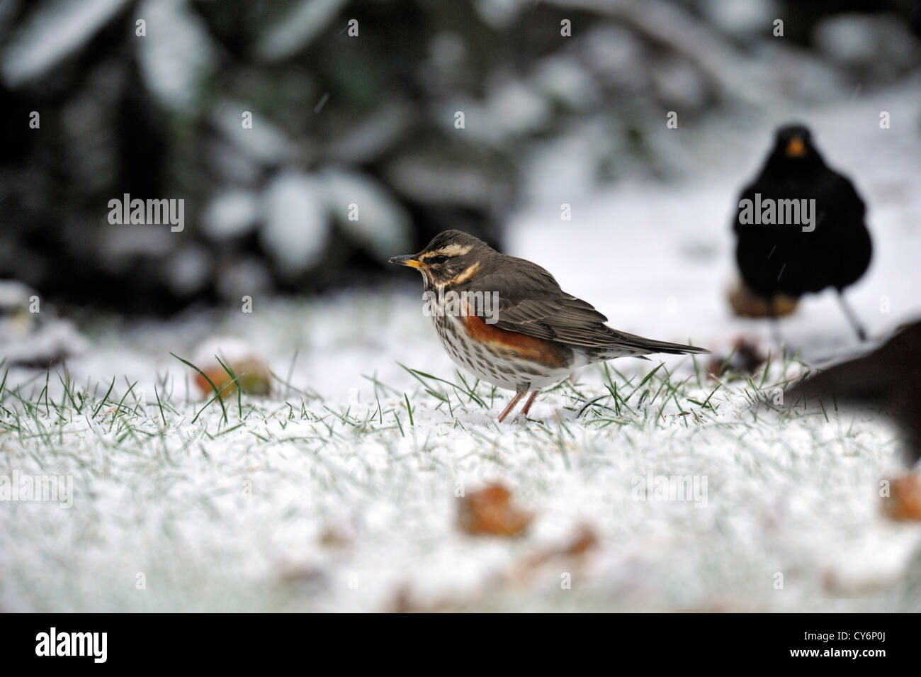 Redwing (Turdus iliacus) Banque D'Images