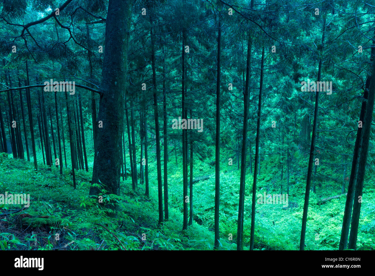Forêt de montagne pittoresque au Japon par temps de crépuscule Banque D'Images