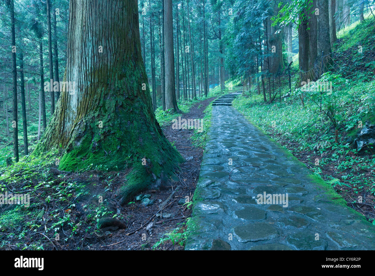Sentier de pierre de la belle forêt de cèdres à Nikko, Japon Banque D'Images