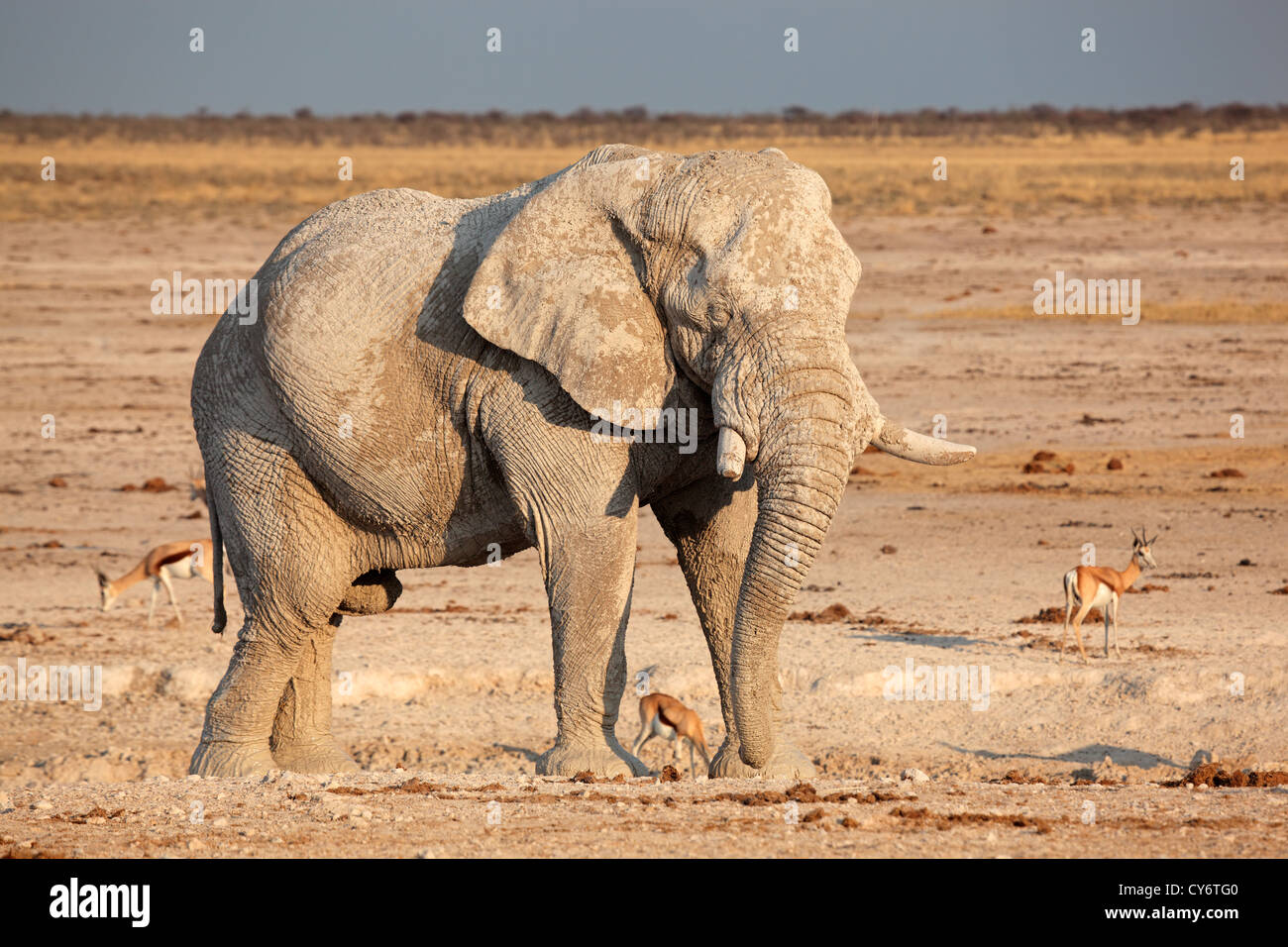 Grand éléphant africain (Loxodonta africana) bull couvert de boue, Etosha National Park, Namibie, Afrique du Sud Banque D'Images