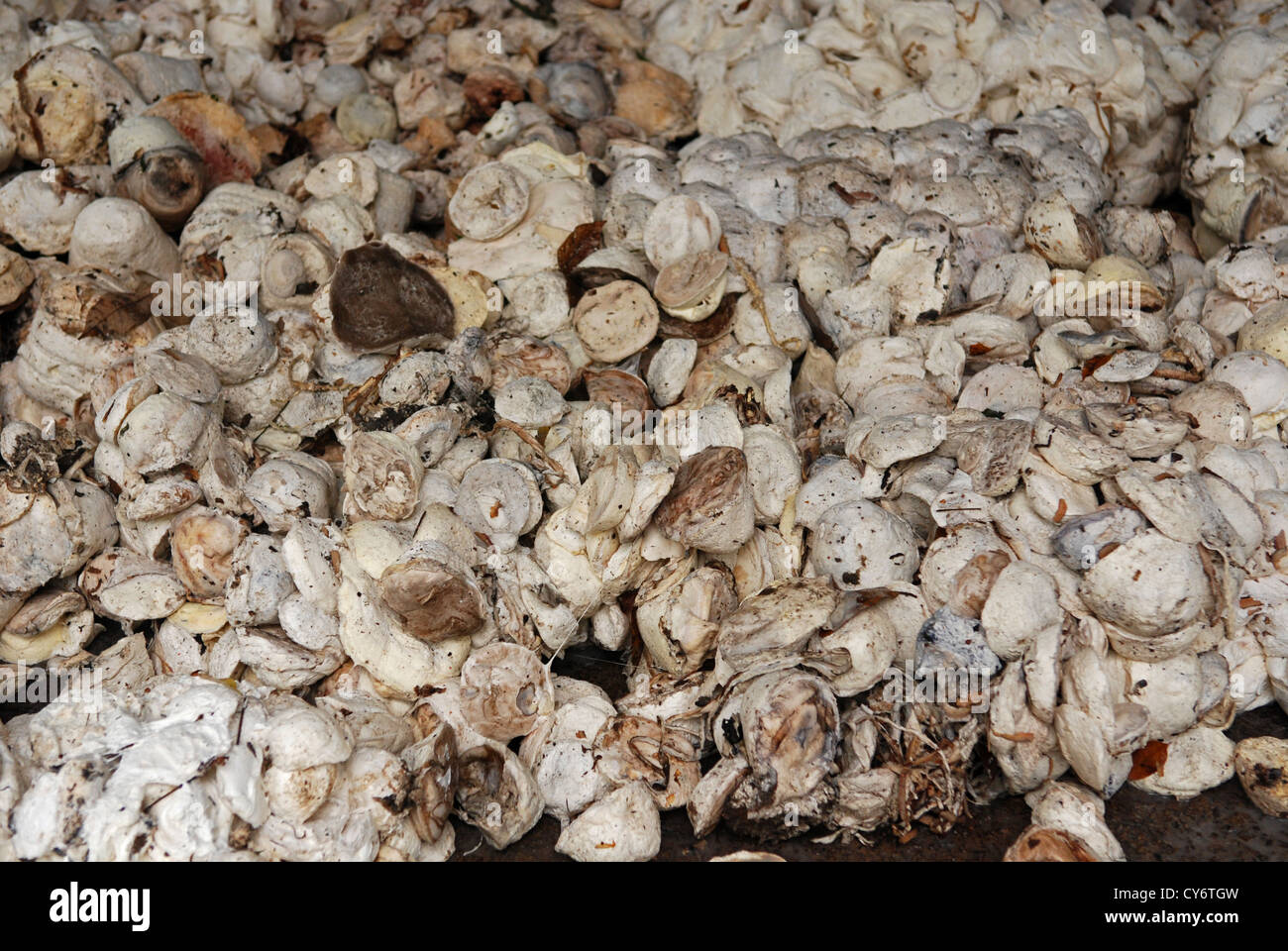 Caoutchouc naturel solidifié dans la ferme Banque D'Images