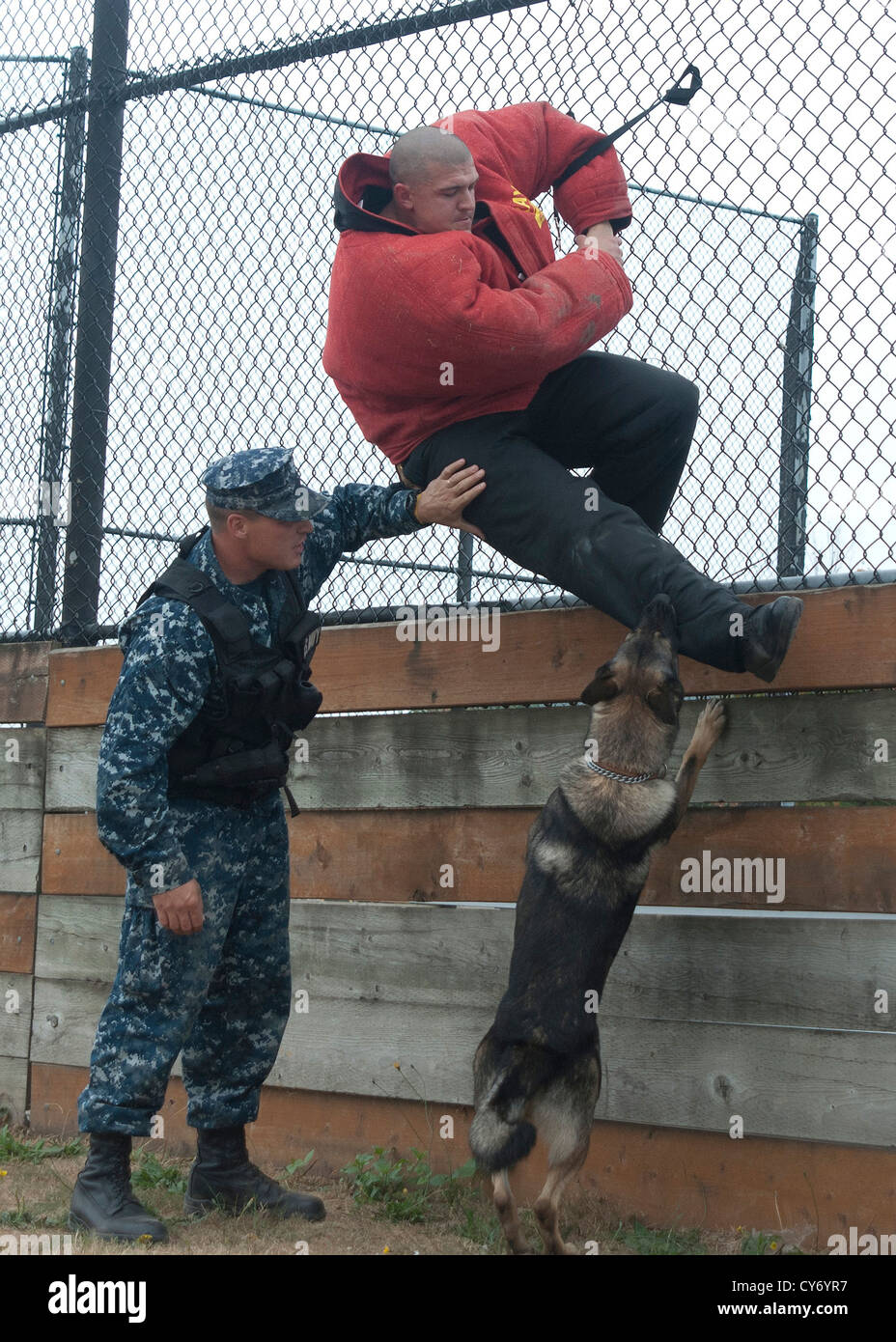 Pito, une morsure de chien de travail militaire un officier de la Marine américaine, le 19 septembre 2012 à la Station Navale Everett, Washington pendant un exercice comme les chiens handler montres. Station Navale Everett maintient un chenil de chiens de travail militaire qui aident à réaliser l'explosif et de drogues illicites les perquisitions et autres fonctions d'application de la loi. Banque D'Images