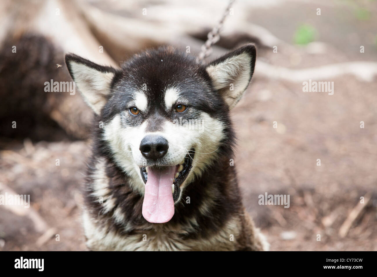 Les chiens de traîneau appartenant à Robert Grandjamber une Première Nation canadien vivant à Fort Chipewyan Banque D'Images