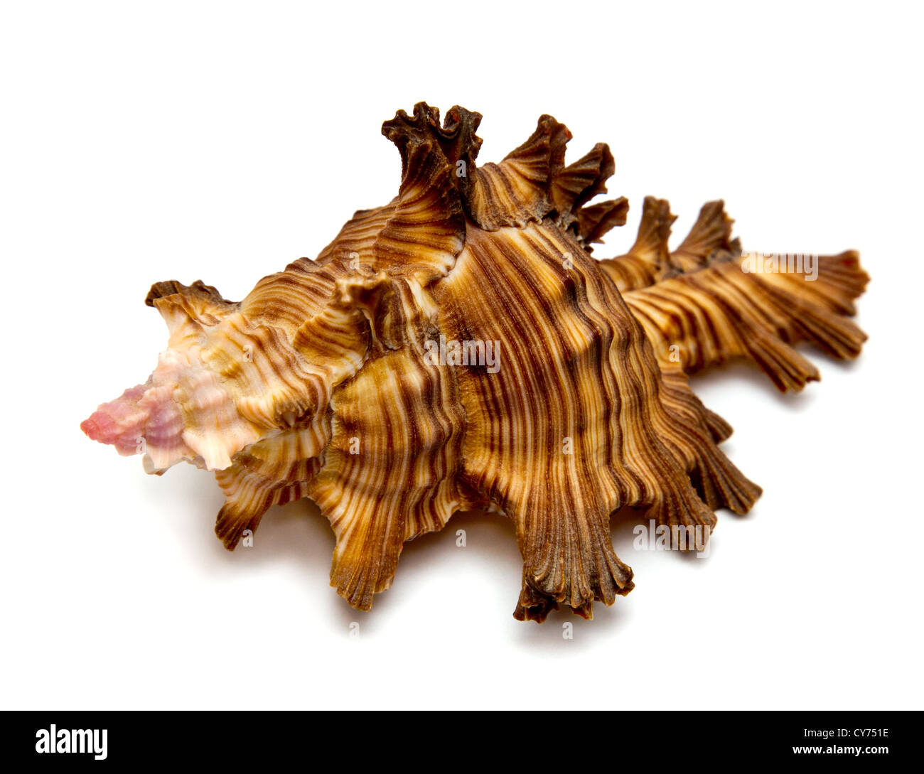 Sea Shell décoratif isolé sur fond blanc Banque D'Images