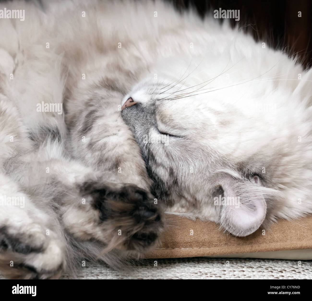 Lazy cat drowsing blanc sur la chaise Banque D'Images