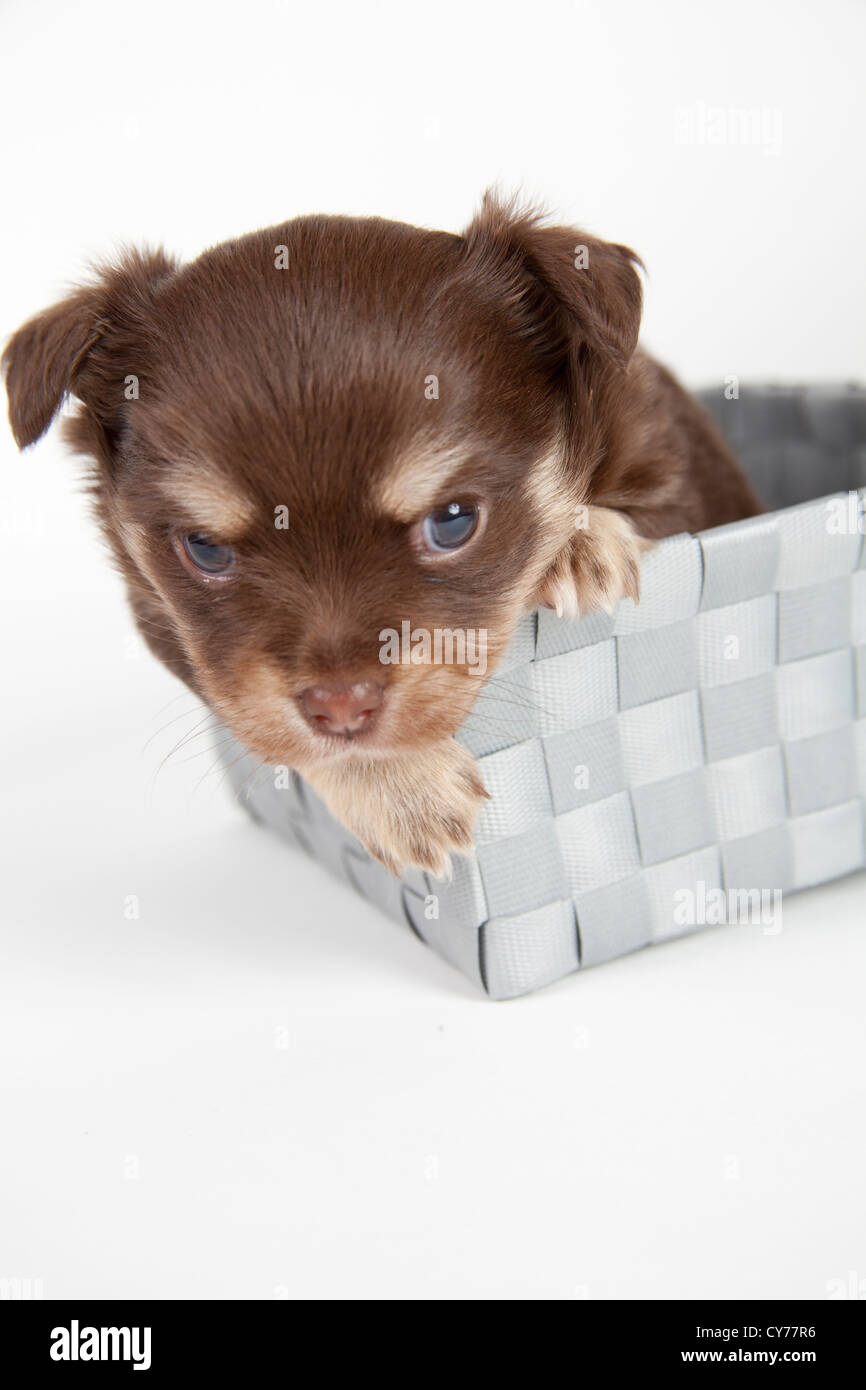 Chihuahua chiot isolé sur fond blanc Banque D'Images