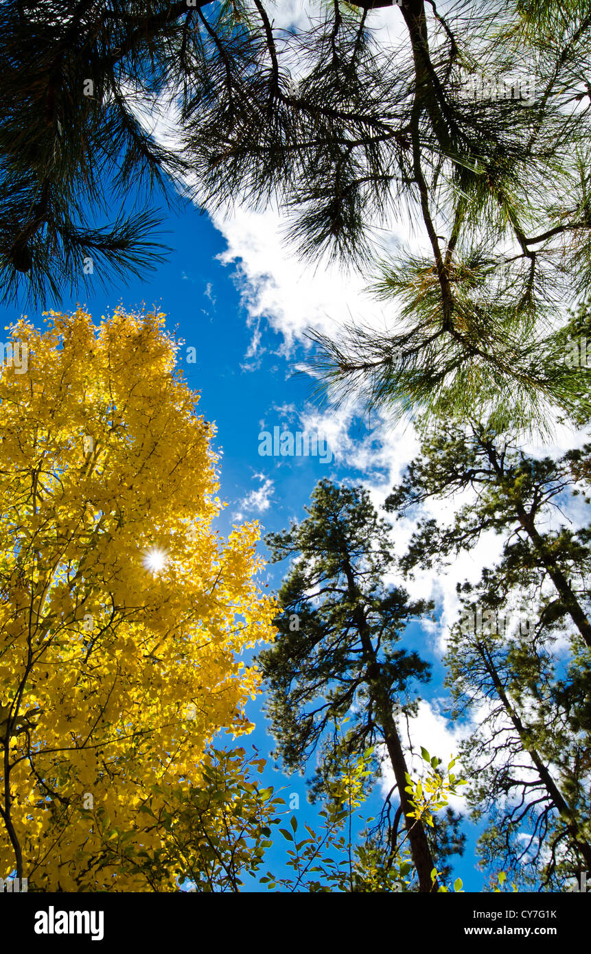 L'automne arrive à point Canyon Campground près de Forest Lakes, AZ. Apache-Sitgreaves National Forest. Banque D'Images