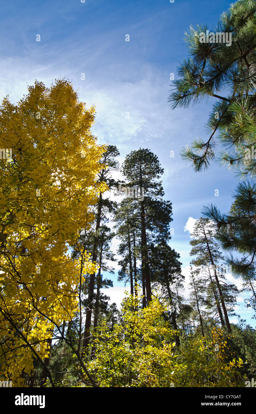 L'automne arrive à point Canyon Campground près de Forest Lakes, AZ. Apache-Sitgreaves National Forest. Banque D'Images