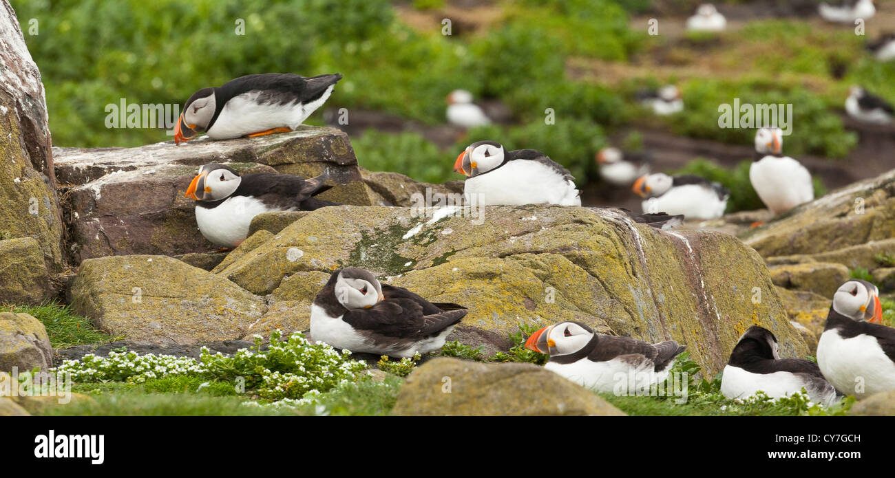 Un groupe de macareux à l'abri du vent, UK Banque D'Images