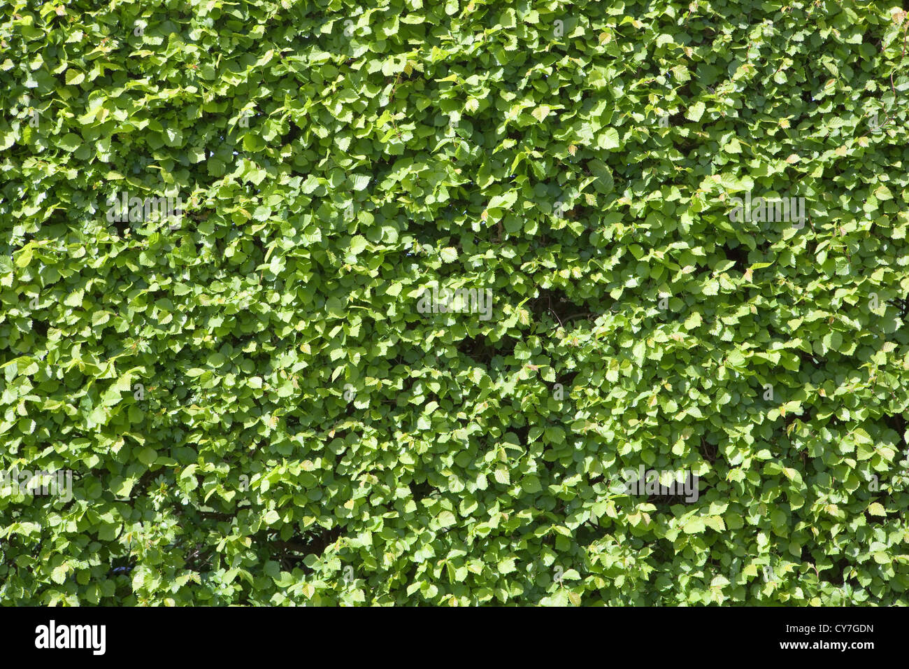 Contexte et la texture d'une couverture parfaitement tronquée de l'orme anglais entrée en feuilles au printemps Banque D'Images