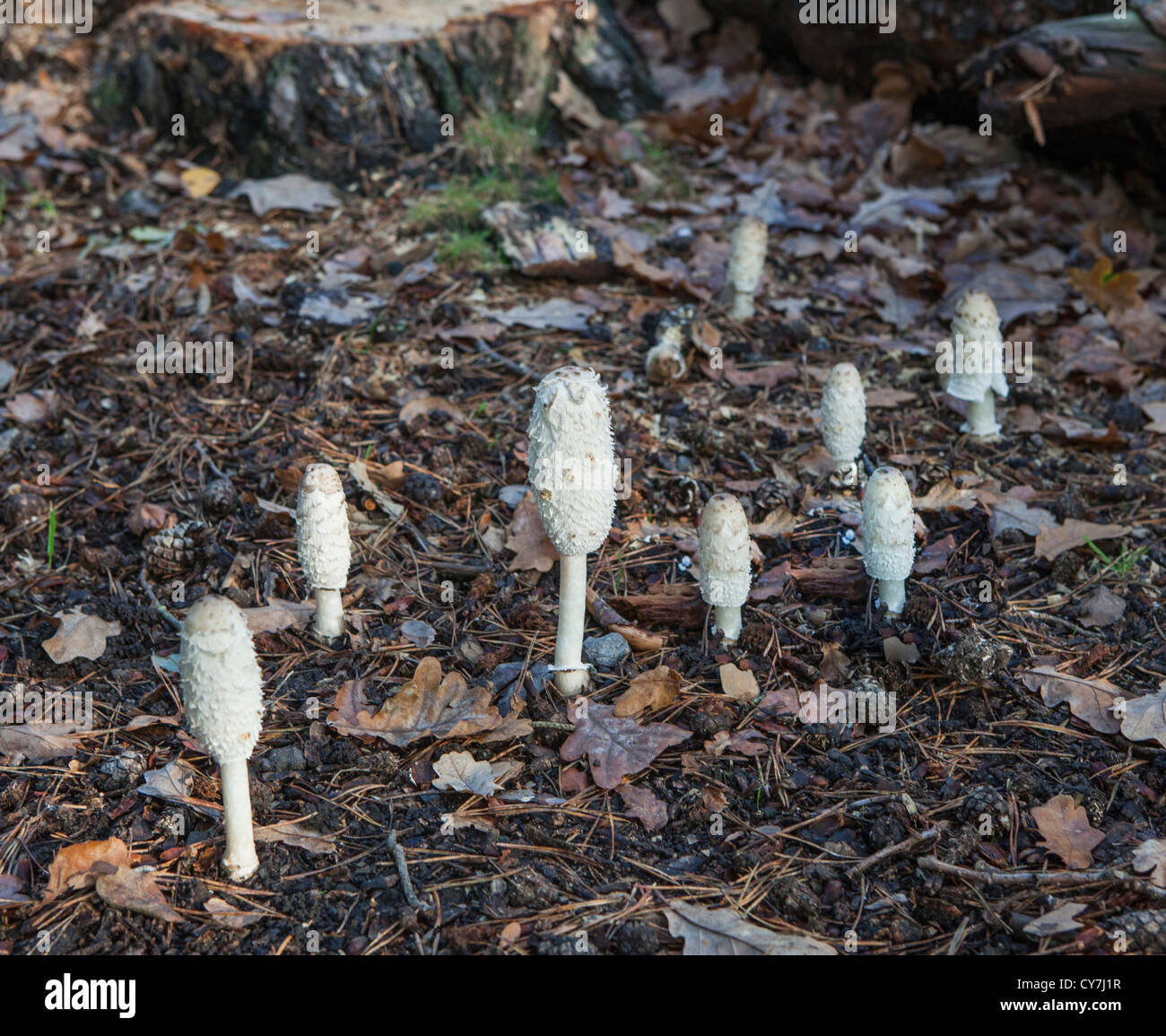 Shaggy Cap d'encre (champignons Caprinus comatus) - un champignon ayant la forme de doigts sur Ockham commun, Surrey Banque D'Images