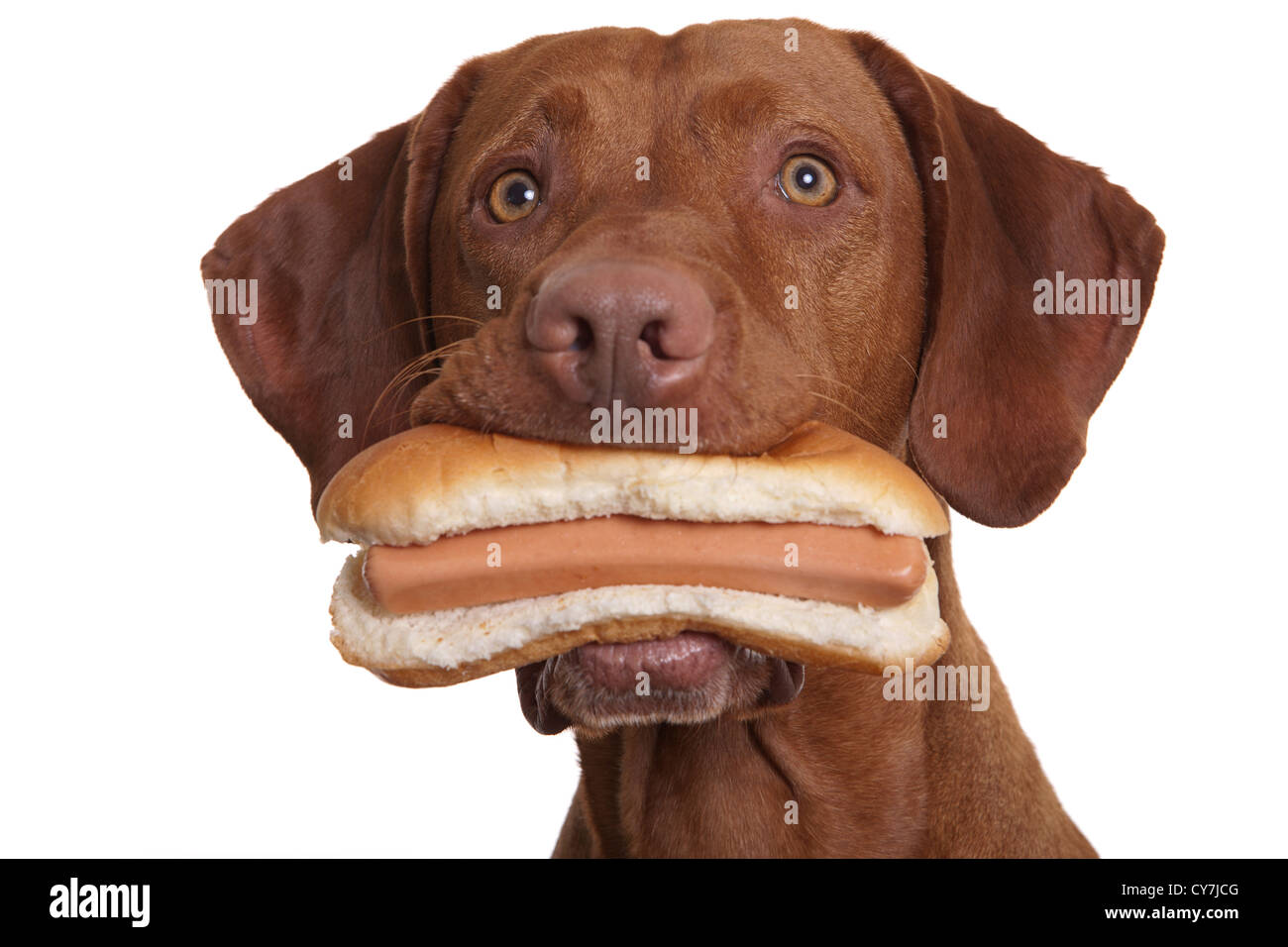 Chien de race pure holding hot dog dans la bouche Banque D'Images